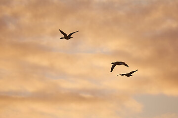 Image showing Geese glying in sunset