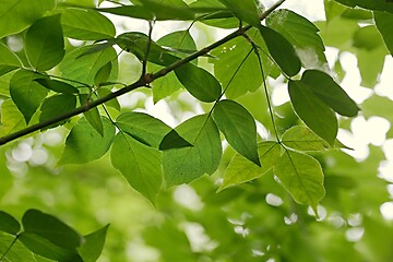 Image showing Green Leaves of Spring