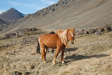 Image showing Horse grazing on a field