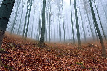 Image showing Autumn Forest Fog