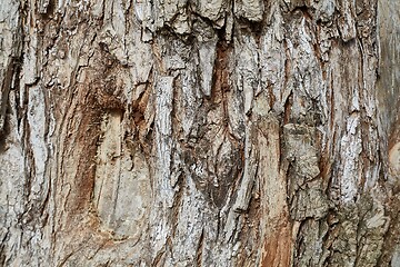 Image showing Tree trunk in a forest