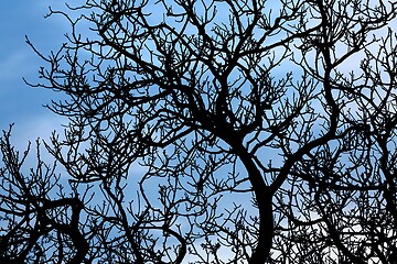 Image showing Bare tree branches