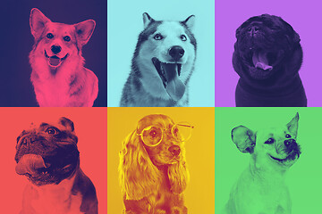 Image showing Little dogs are posing. Cute doggies or pets are happy. The different purebred puppies. Creative collage isolated on multicolored studio background in duotone effect