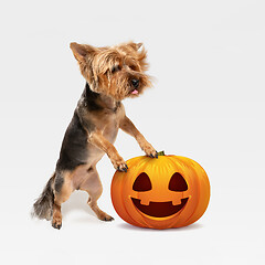 Image showing Cute puppy with halloween Jack-o-Lantern pumpkin isolated on white studio background