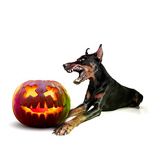 Image showing Cute puppy with halloween Jack-o-Lantern pumpkin isolated on white studio background