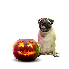 Image showing Cute puppy with halloween Jack-o-Lantern pumpkin isolated on white studio background