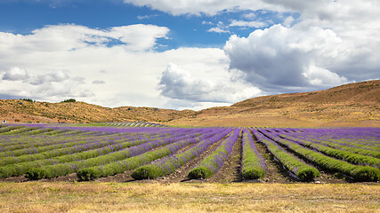 Image showing lavender field in New Zealand