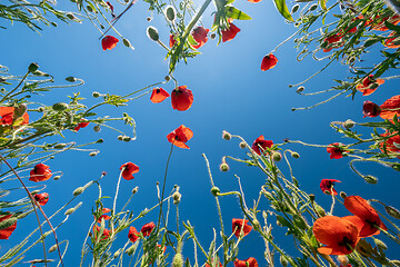 Image showing Bottom view of red poppies and blue sky