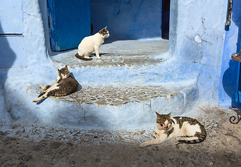 Image showing Cats on blue street in Medina Chefchaouen