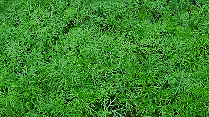 Image showing Dill plants with dew densely planted for use as a green condimen