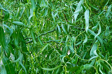 Image showing Curly Twisted Willow Tree Foliage Background