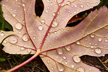 Image showing Autumn leaf on ground with raindrops