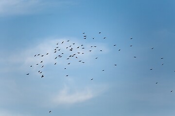 Image showing Birds flying in cloudy sky