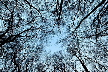 Image showing Bare tree branches