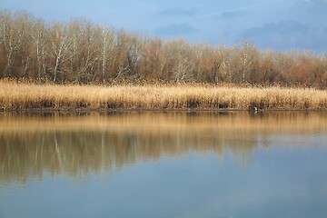 Image showing Water surface with trees and reed in autumn