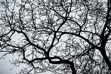 Image showing Bare tree branches