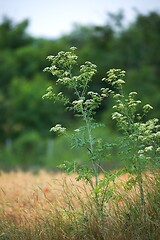 Image showing Weed plant growing on the fields