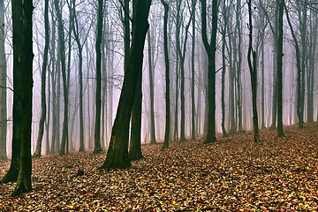 Image showing Autumn Forest Fog