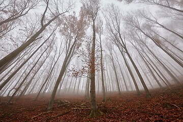 Image showing Autumn Forest Fog, Fallen Leaves