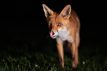 Image showing Fox at night in the countryside