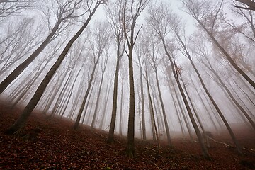 Image showing Autumn Forest Fog