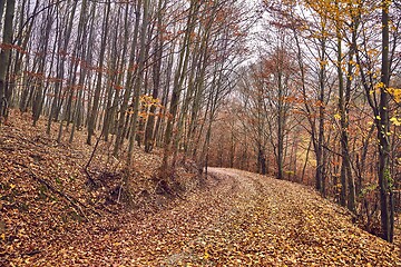 Image showing Autumn forest path