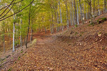 Image showing Autumn forest path