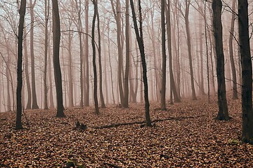 Image showing Autumn Forest Fog