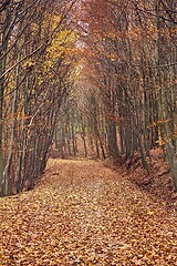 Image showing Autumn forest path