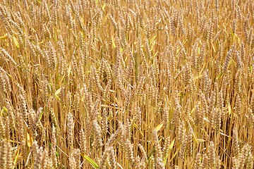 Image showing Wheat field detail