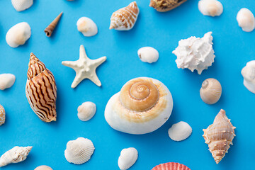 Image showing different sea shells on blue background