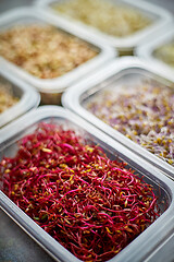 Image showing Set of containers with a varoius kinds micro green sprouts. Young shoots of onions, basil, peas