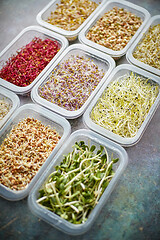 Image showing Various kind healthy microgreen sprouts in small packages placed on the stone background