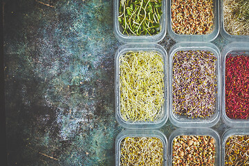 Image showing Set of containers with a varoius kinds micro green sprouts. Young shoots of onions, basil, peas