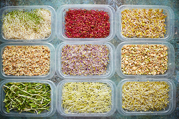 Image showing Various kind healthy microgreen sprouts in small packages placed on the stone background