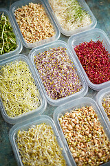 Image showing Various kind healthy microgreen sprouts in small packages placed on the stone background