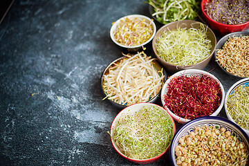 Image showing Top view of various kinds microgreens sprouts in colorful bowls. Shoots of radish, cabbage, garlic