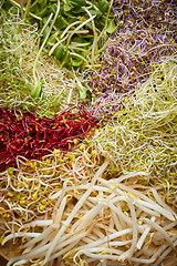 Image showing Vegetarian concept food. A set of different sprouted seeds for healthy eating on a wooden plate