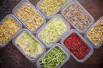 Image showing Set of containers with a varoius kinds micro green sprouts. Young shoots of onions, basil, peas