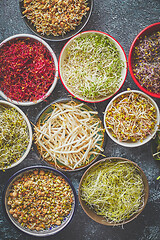 Image showing Top view of various kinds microgreens sprouts in colorful bowls. Shoots of radish, cabbage, garlic