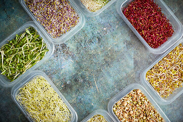 Image showing Set of containers with a varoius kinds micro green sprouts. Young shoots of onions, basil, peas