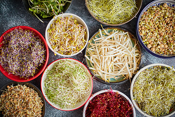 Image showing Top view of various kinds microgreens sprouts in colorful bowls. Shoots of radish, cabbage, garlic