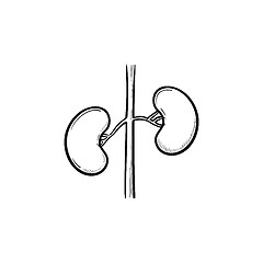 Image showing Kidneys hand drawn outline doodle icon.