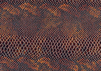 Image showing reptile skin surface