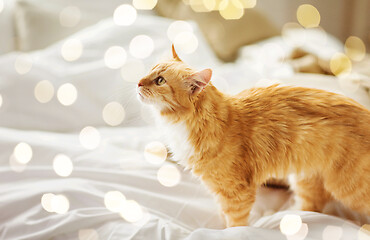 Image showing red tabby cat at home in bed