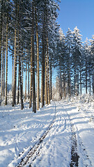 Image showing dirt road in the forest in winter