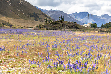 Image showing Landscape scenery in south New Zealand