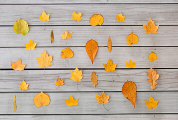 Image showing dry fallen autumn leaves on gray wooden boards