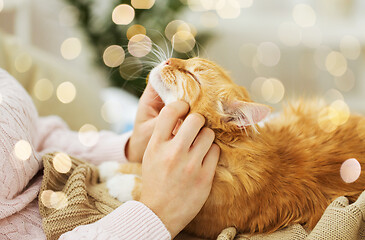 Image showing close up of owner stroking red cat in bed at home