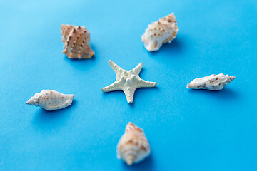 Image showing different sea shells on blue background